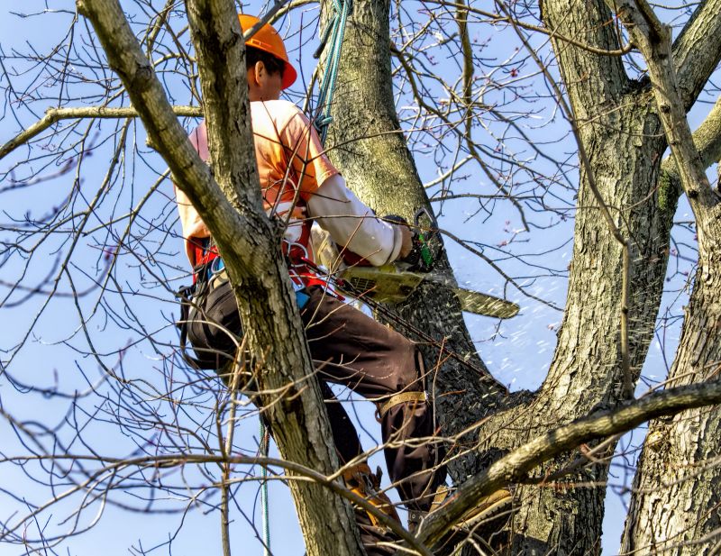Local Tree Service pros at work