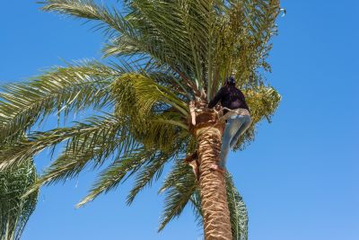Palm Tree Removal And Trimming, Palm Tree Removal, New Mexico