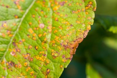 Tree Disease Treatment, Tree Disease Treatment, Utah