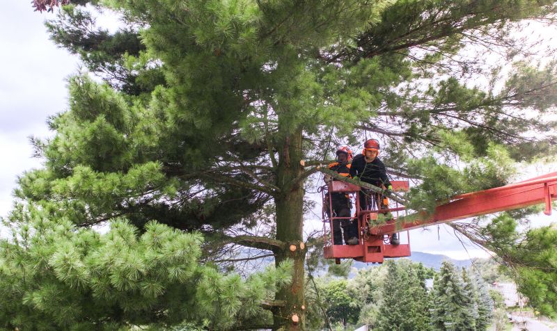 Tree Service