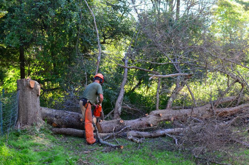 Tree Canopy Thinning