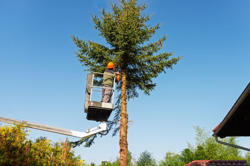 Tree Lopping Service