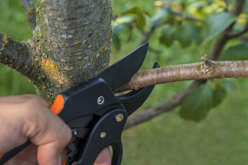 Dead Tree Removal in San Jose, CA