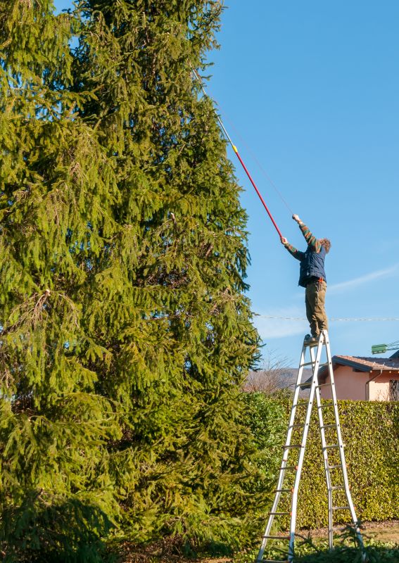 Tree Service detail