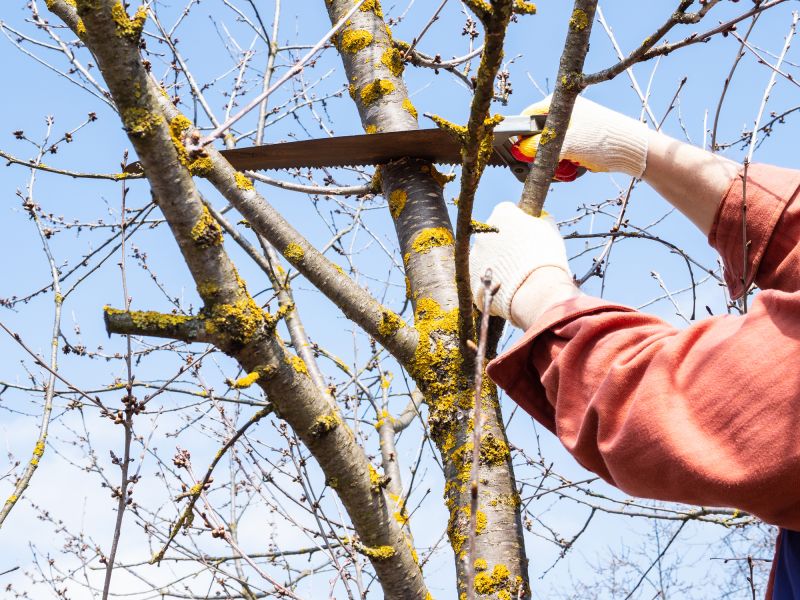 Tree Service detail