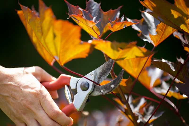 Japanese Maple Pruning in Reno, NV
